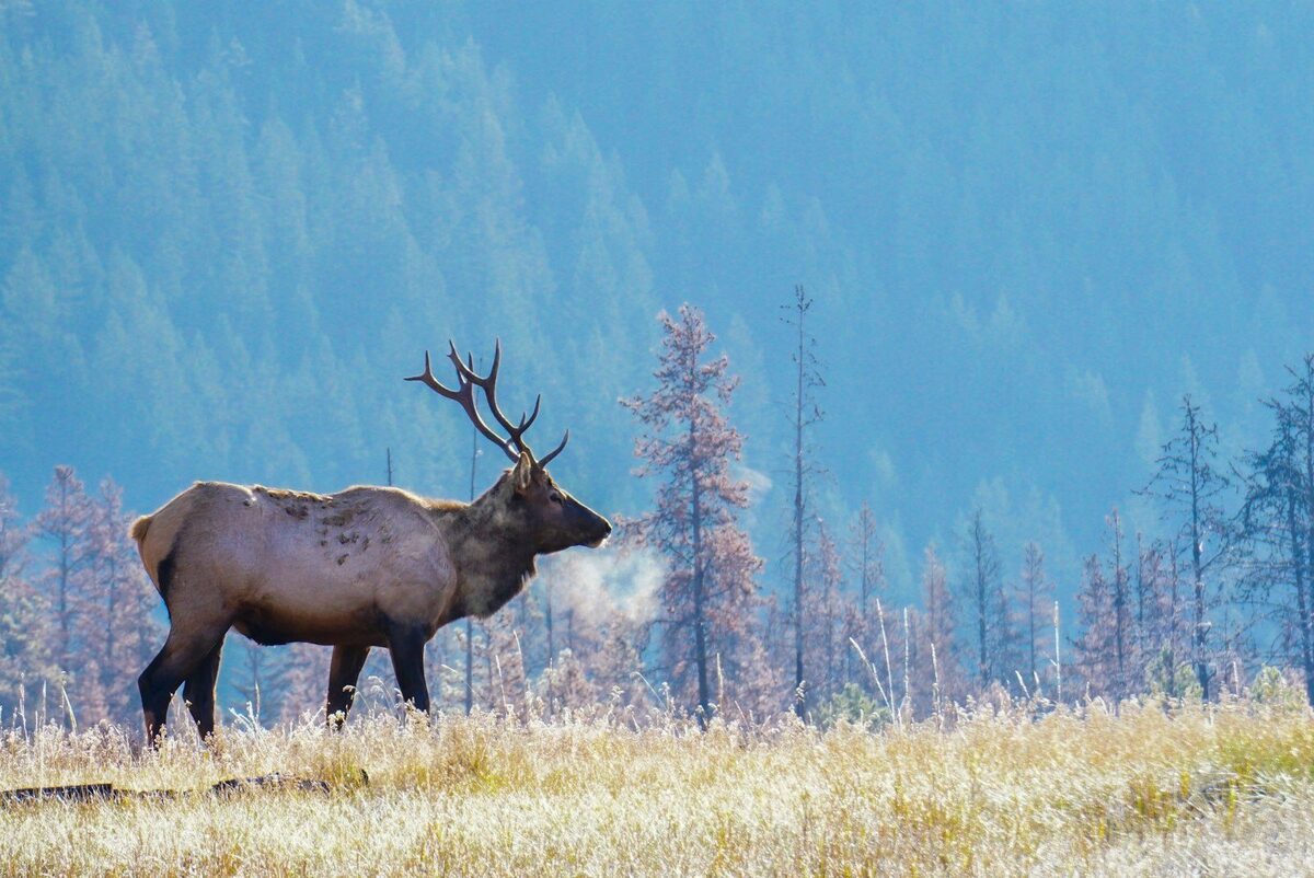Elk Collisions in the White Mountains: Why Fall Is the Most Dangerous Season
